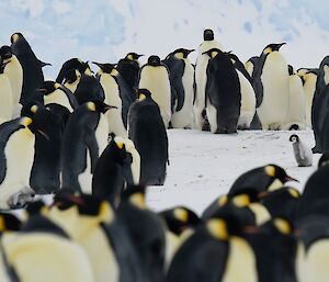 Huddle of emperor penguins in foreground and background, small chick stands alone in centre of picture