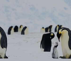 A smattering of emperor penguins across ice with iceberg as background. In foreground an emperor penguin and chick look at each other.