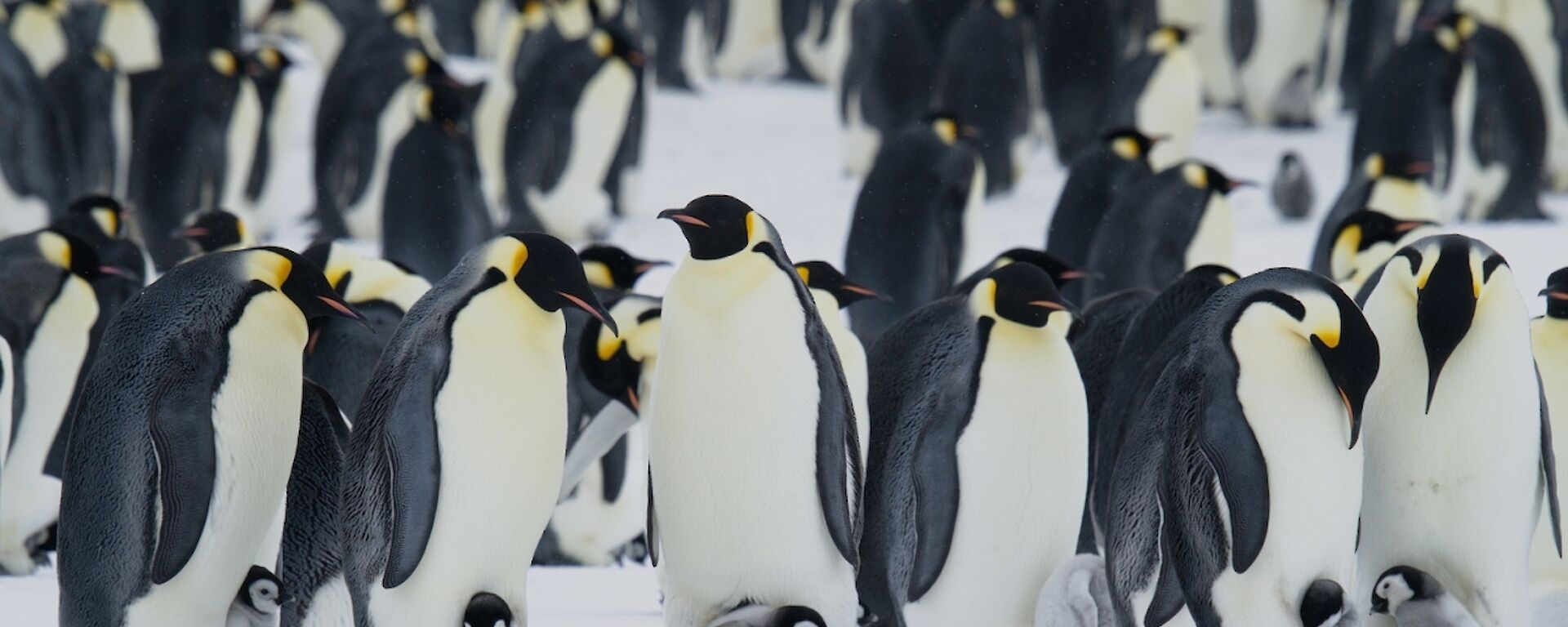 Group of emperor penguins and each have chicks on their feet