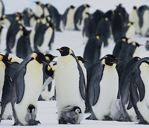 Group of emperor penguins and each have chicks on their feet