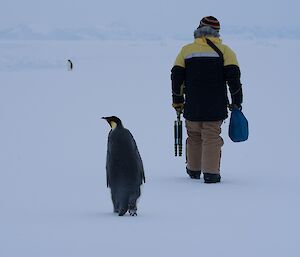 Man walks across sea-ice and emperor penguin follows along behind.