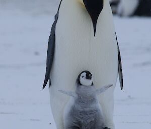 Close up of emperor penguin and chick on feet. Chick raises flippers into the air.