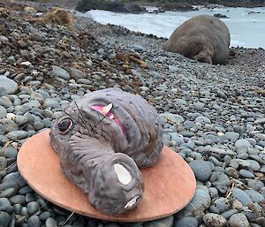 A cake in the shape of a seal face with a large proboscis lies on a platter on the rocky shore with a large elephant seal in the background.