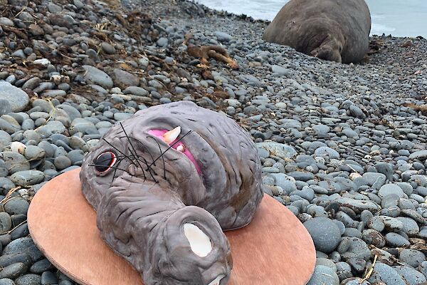 A cake in the shape of a seal face with a large proboscis lies on a platter on the rocky shore with a large elephant seal in the background.