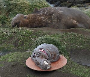 A cake in the shape of an elephant seal face has been placed on the rocky shore in front of a real seal