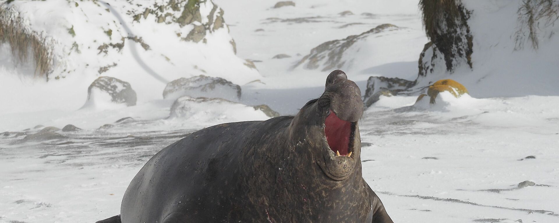 A large male elephant seal roars on a snow covered beach