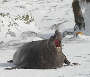 A large male elephant seal roars on a snow covered beach