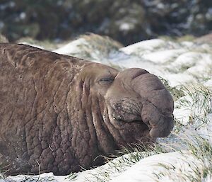 A snoozing elephant seal lies amongst grass and snow