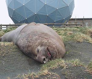 A snoozing elephant seal lies on black sand and in front of a large blue building