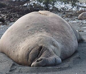 A snoozing elephant seal lies on black sand, its long probiscus nose lies flat in the sand.