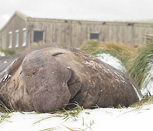 A snoozing elephant seal lies amongst grass and snow