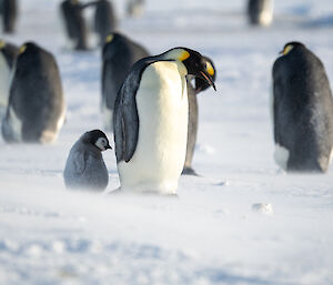 Emperor penguin adult stands side on to camera into the wind / blowing snow and behind a fat chick mimics the exact same position