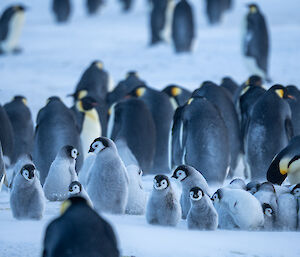 What was a huddle of emperor penguin chicks is breaking up and chicks are dispersing from the group