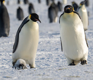 Two emperor penguins walking towards camera, one of left has just kicked a chick which has landed on it's face