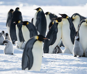 Group of emperor penguins with chicks interspersed through the group