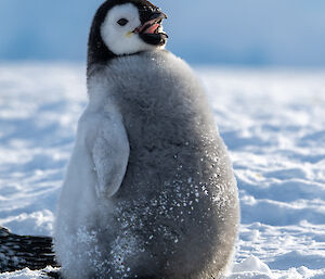 Close up of fat emperor penguin chick which is calling with beak open - looks almost to be smiling