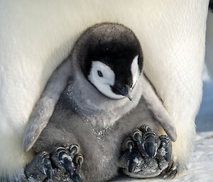 Close up of chick on parents feet. Chicks feet are placed on top of adults feet - they are already very large