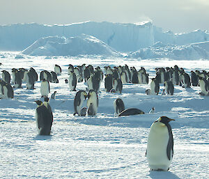 Groups of penguins and chicks in foreground, in background grounded icebergs in rugged shapes