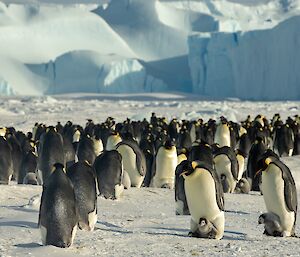 in the foreground two emperor penguins with chicks on feet, middle large numbers of penguins and chicks, distance is sea ice stretching to a backdrop of icebergs