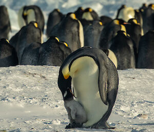 In foreground, emperor penguin adult feeds a chick which has it's head completely within the adults beak
