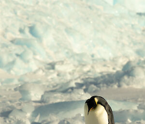 Foreground is one emperor penguin with chick on feet peeking out from brood pouch, and behind an iceberg backdrop