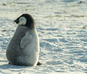 A close up of a fat chick that has a big belly and is dozing in the sun