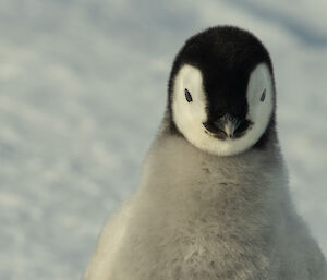 Close up of top half of emperor penguin chick which is looking directly into the camera. Shows detail of chicks fluffy feathers.