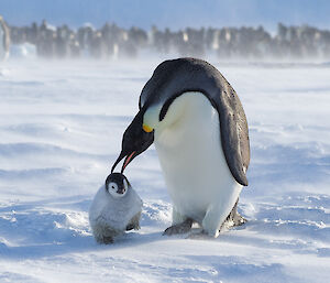 Emperor penguin adults pecks a chick on it's head