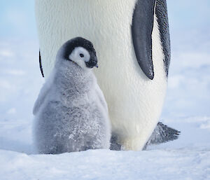 Close up of fluffy chick which is leaning against front of adult penguin