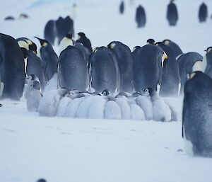 Huddle of approximately 50 emperor penguin chicks with backs to the blowing snow, behind is a similar huddle of adults