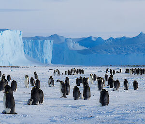 Flat area of sea ice covered in penguins, with large blue icebergs in distance