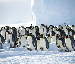 Close up of group of penguins most with chicks on feet or beside them, in the background large ice cliff of the side of an iceberg