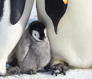 Close up of chick between the feet of two adults, one adult is bowing head down towards chick