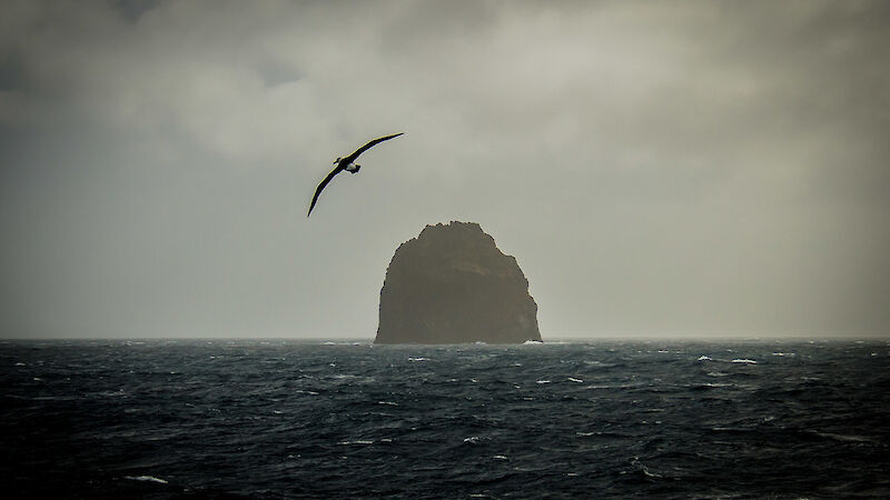 A bird soars over the ocean and the small rocky island called Pulpit Rock