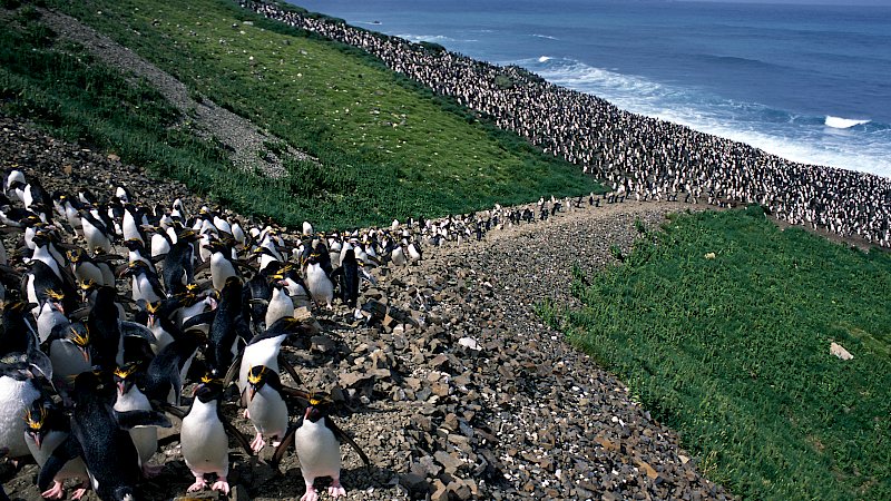 Thousands of black white and red penguins on a beach and walking up a path on a green hillside