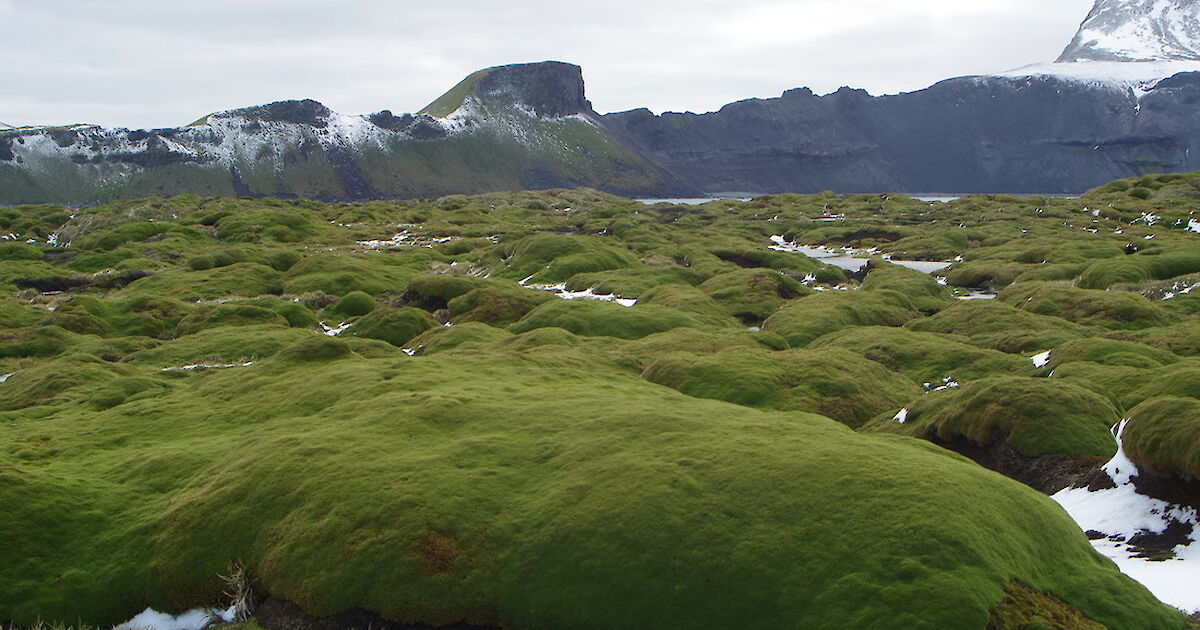 Nature Heard Island and McDonald Islands Australian Antarctic Program