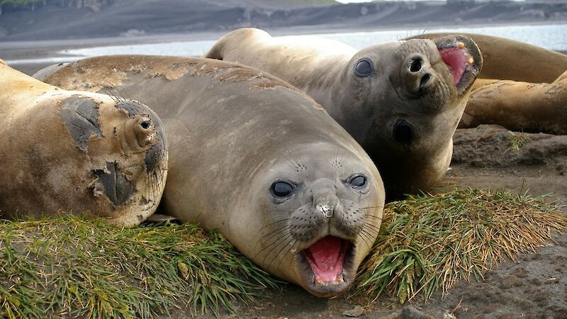 Three young southern elephant seals lying on beach