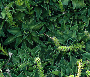 Close detail of green kerguelen cabbage