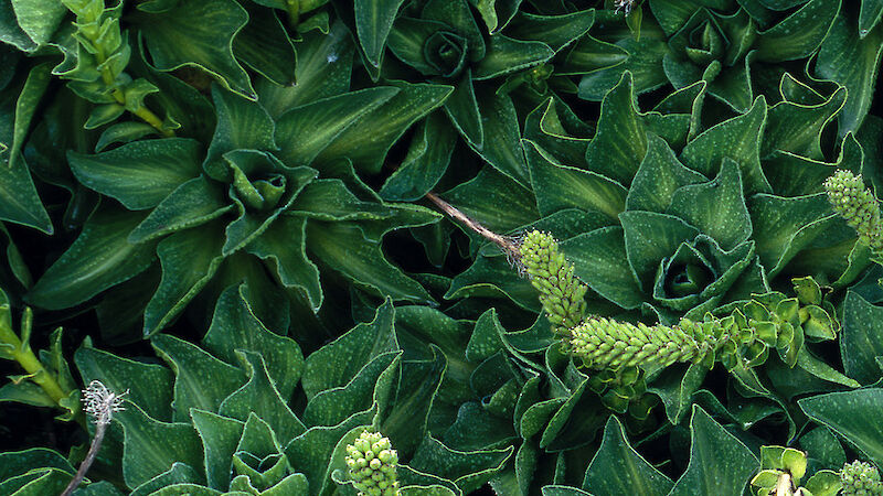 Close detail of green kerguelen cabbage