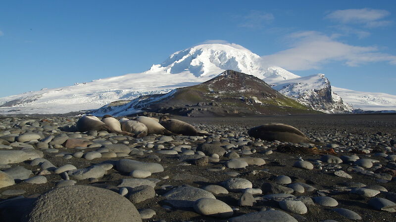 Seals and rocks merge in the foreground in the late afternoon sunlight on the beach at the edge of Atlas Cove. Big Ben towers over the peak of Mt Drygalski