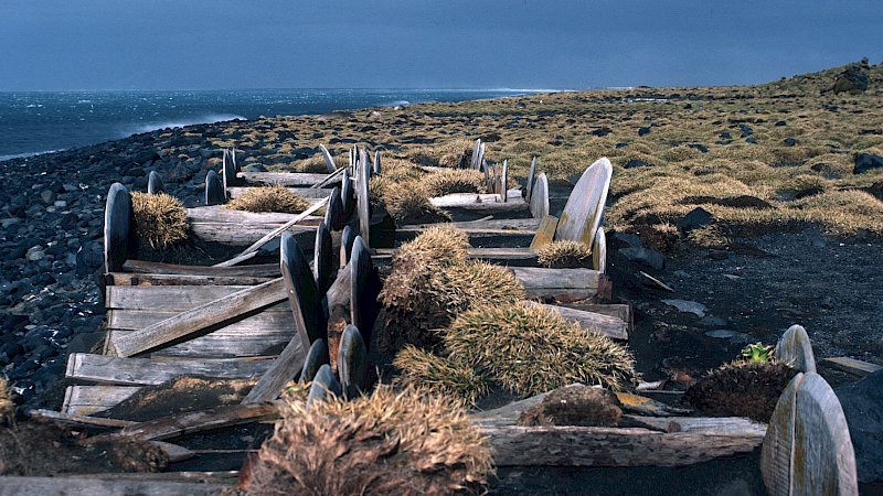 Tussocky vista with rough seas to the left and old wooden oil barrels in the foreground