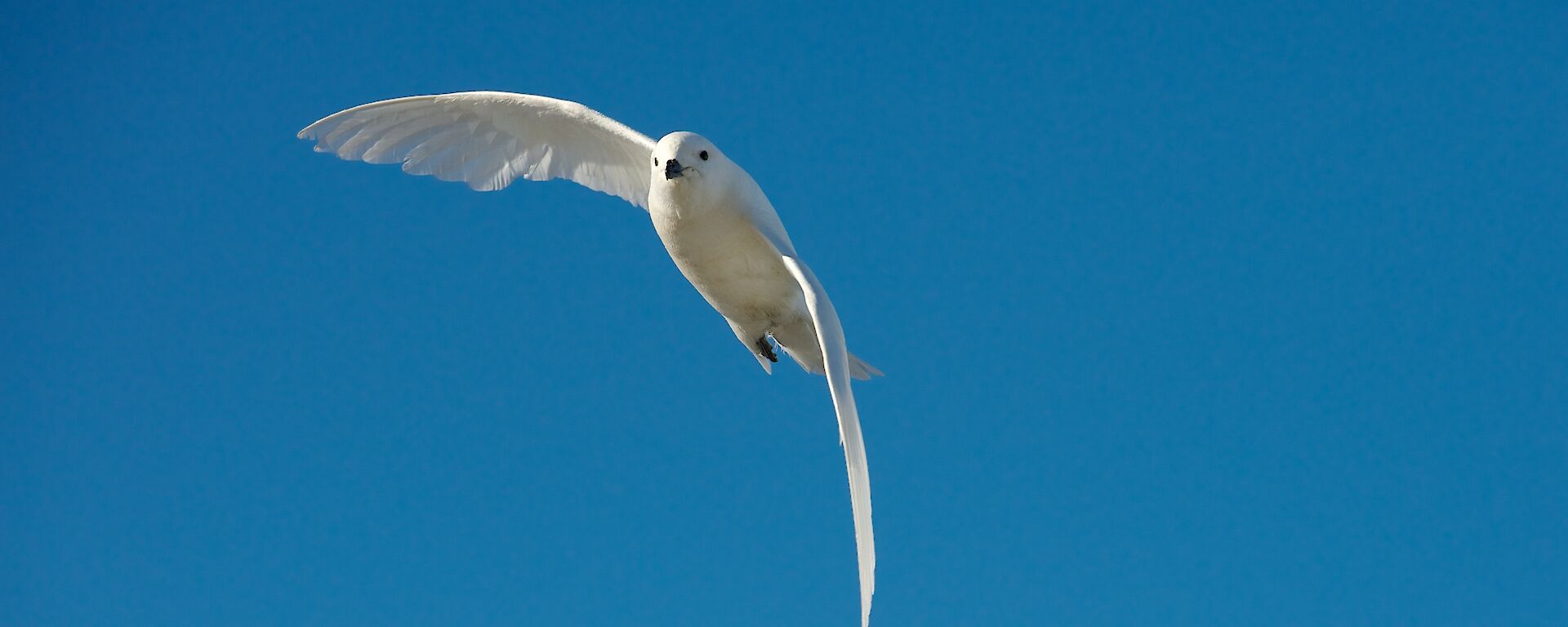 white bird in flight against blue sky