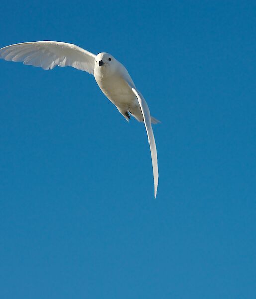 white bird in flight against blue sky