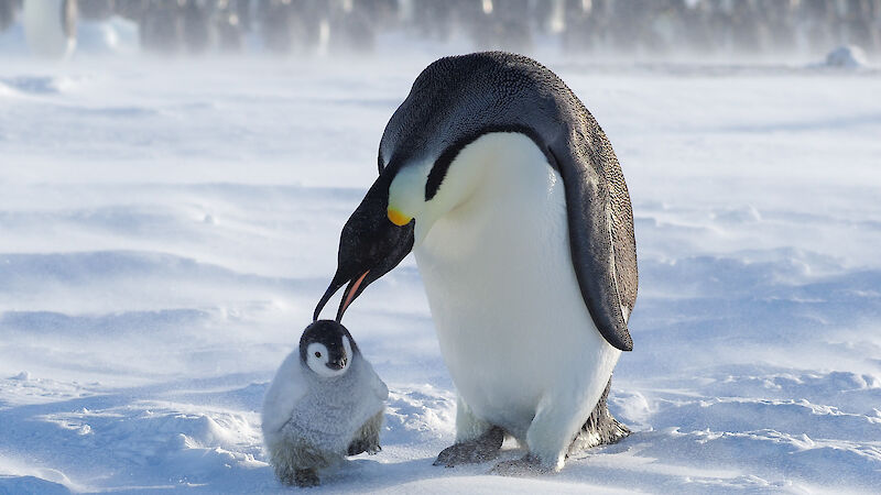 An adult emperor penguin pecks at a chick