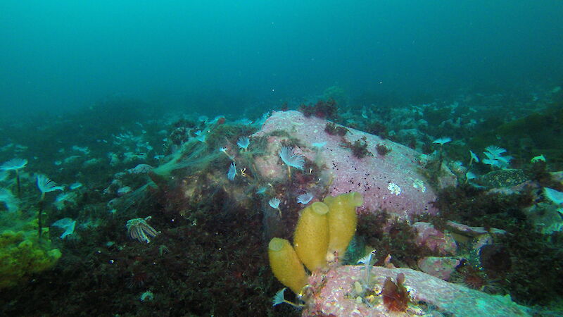 The seafloor near Davis Station showing colourful organisms