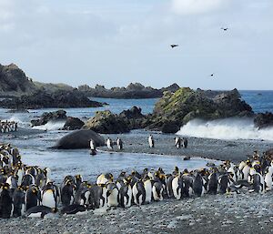 A large group of penguins sit on the rocky grey shore with a large seal lying in the middle and a number of sea birds overhead.