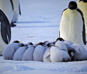 A group of emperor penguin chicks huddle together with backs to camera as an adult penguin watches on