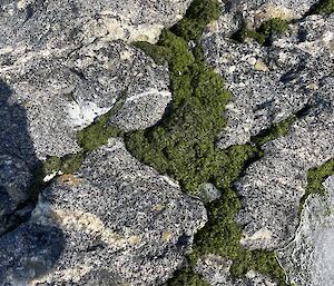 A close-up of thick growths of green moss, bulging from cracks in rocks.
