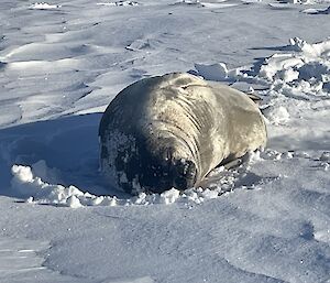 A zoomed-in photo of a tawny Weddell seal lying on its side in the snow, napping in the bright sunshine.