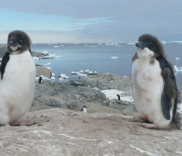 Two young Adelie penguins losing their baby fluff